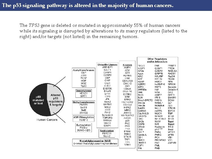 The p 53 signaling pathway is altered in the majority of human cancers. The