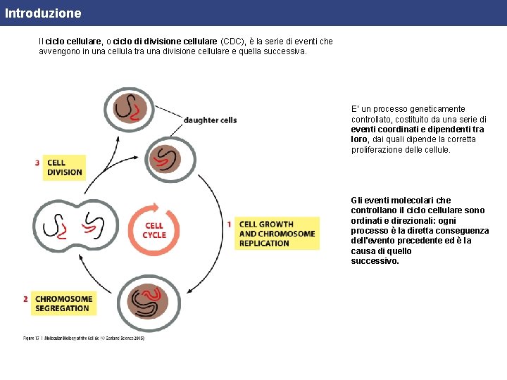 Introduzione Il ciclo cellulare, o ciclo di divisione cellulare (CDC), è la serie di