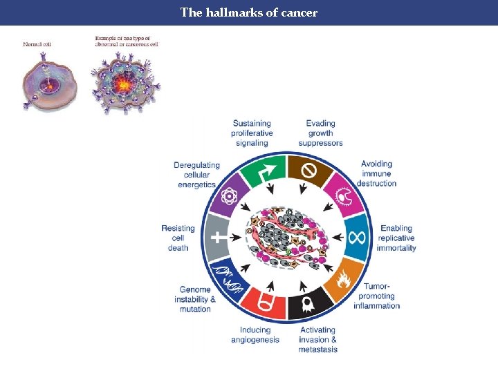 The hallmarks of cancer 