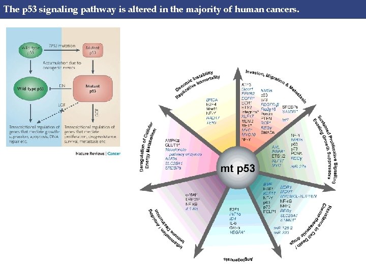 The p 53 signaling pathway is altered in the majority of human cancers. 