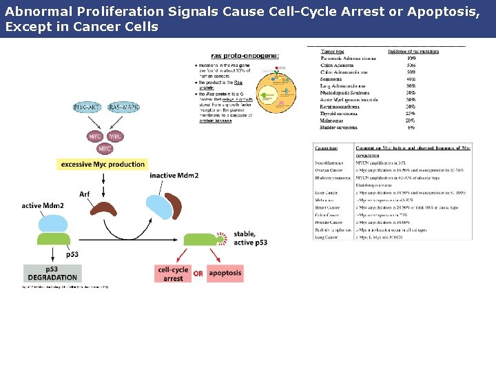 Abnormal Proliferation Signals Cause Cell-Cycle Arrest or Apoptosis, Except in Cancer Cells 