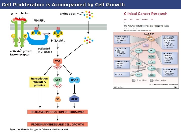 Cell Proliferation is Accompanied by Cell Growth 