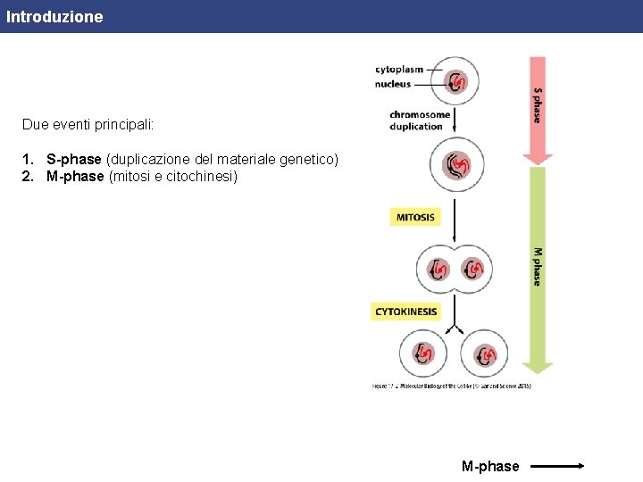 Introduzione Due eventi principali: 1. S-phase (duplicazione del materiale genetico) 2. M-phase (mitosi e