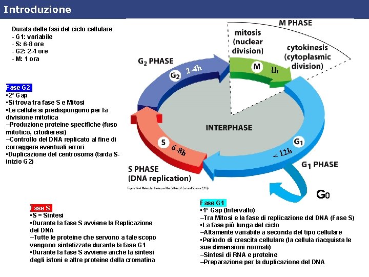 Introduzione Durata delle fasi del ciclo cellulare - G 1: variabile - S: 6