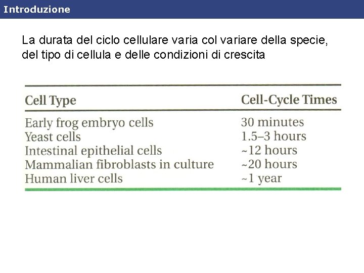 Introduzione La durata del ciclo cellulare varia col variare della specie, del tipo di