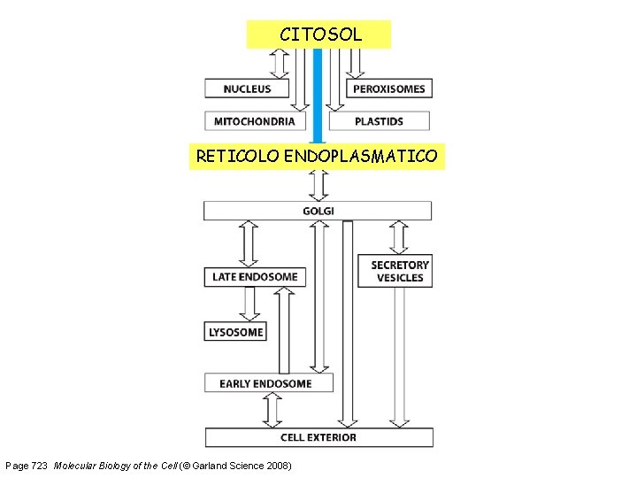 CITOSOL RETICOLO ENDOPLASMATICO Page 723 Molecular Biology of the Cell (© Garland Science 2008)