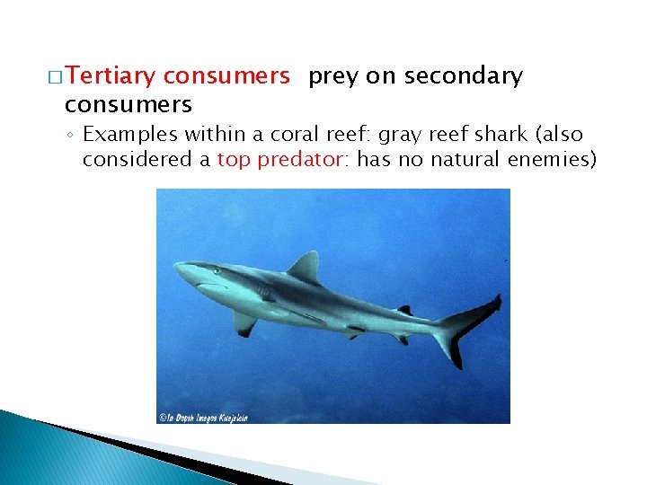 � Tertiary consumers prey on secondary consumers ◦ Examples within a coral reef: gray � Tertiary consumers prey on secondary consumers ◦ Examples within a coral reef: gray