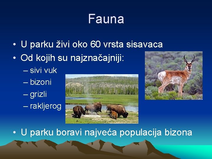 Fauna • U parku živi oko 60 vrsta sisavaca • Od kojih su najznačajniji: