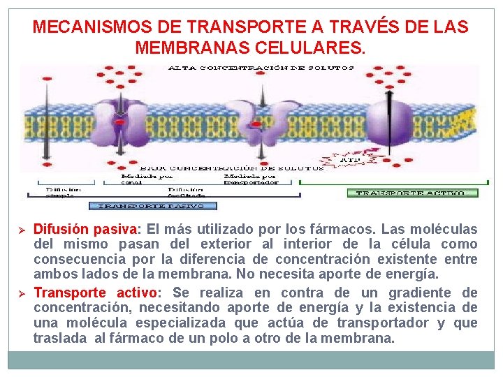 MECANISMOS DE TRANSPORTE A TRAVÉS DE LAS MEMBRANAS CELULARES. Ø Ø Difusión pasiva: El