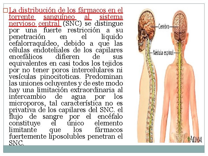 � La distribución de los fármacos en el torrente sanguíneo al sistema nervioso central