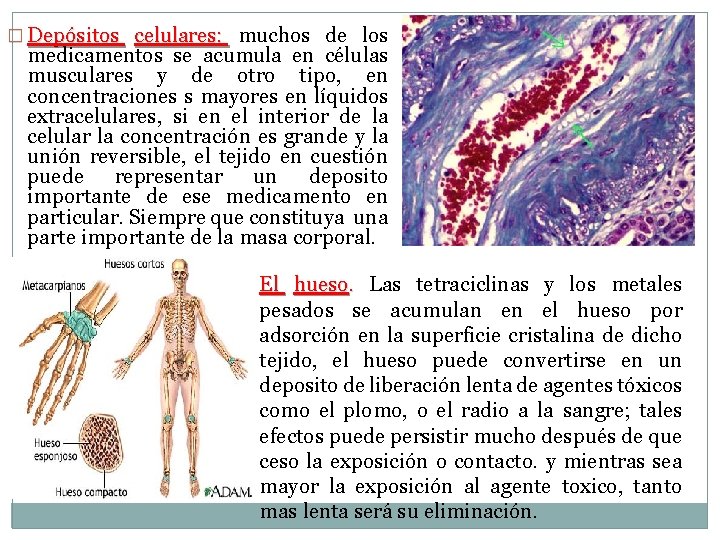 � Depósitos celulares: muchos de los medicamentos se acumula en células musculares y de