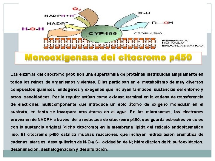 Monooxigenasa del citocromo p 450 Las enzimas del citocromo p 450 son una superfamilia