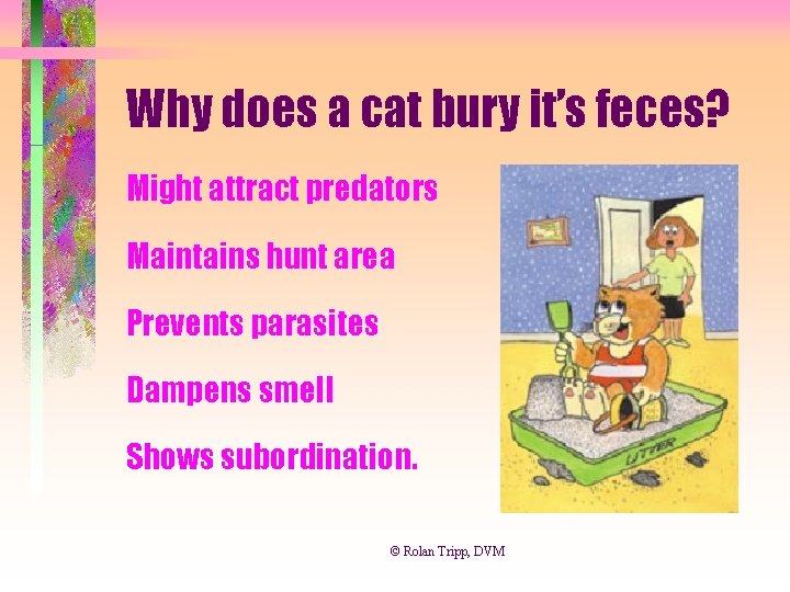 Puration Cat Inside the Mind and Spirit of Cats Why