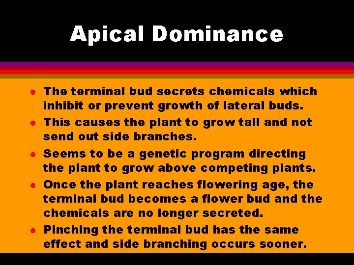 Apical Dominance l l l The terminal bud secrets chemicals which inhibit or prevent