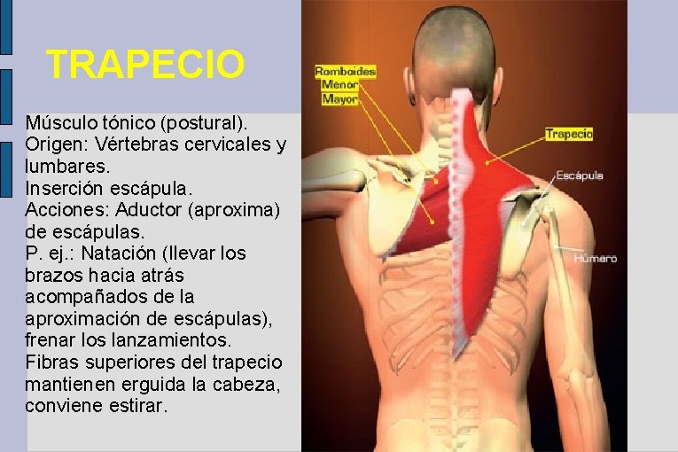 TRAPECIO Músculo tónico (postural). Origen: Vértebras cervicales y lumbares. Inserción escápula. Acciones: Aductor (aproxima)