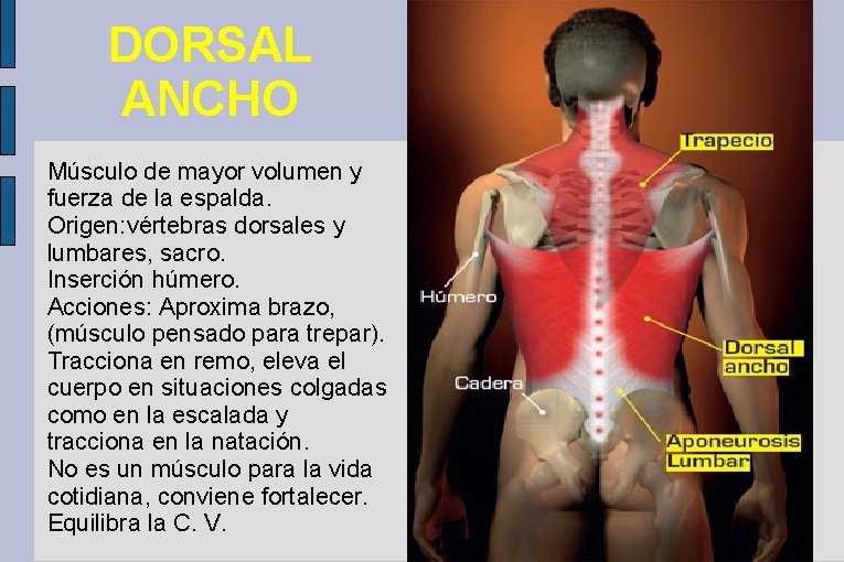 DORSAL ANCHO Músculo de mayor volumen y fuerza de la espalda. Origen: vértebras dorsales