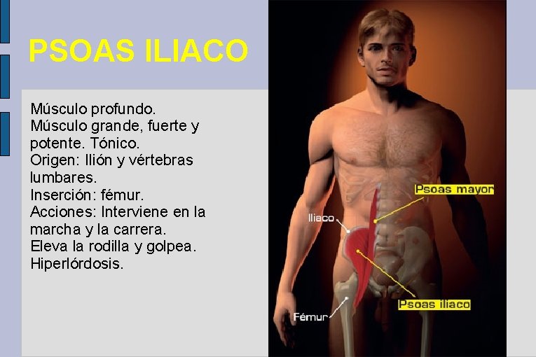 PSOAS ILIACO Músculo profundo. Músculo grande, fuerte y potente. Tónico. Origen: Ilión y vértebras