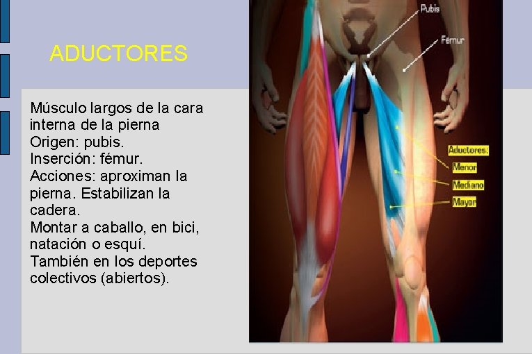 ADUCTORES Músculo largos de la cara interna de la pierna Origen: pubis. Inserción: fémur.