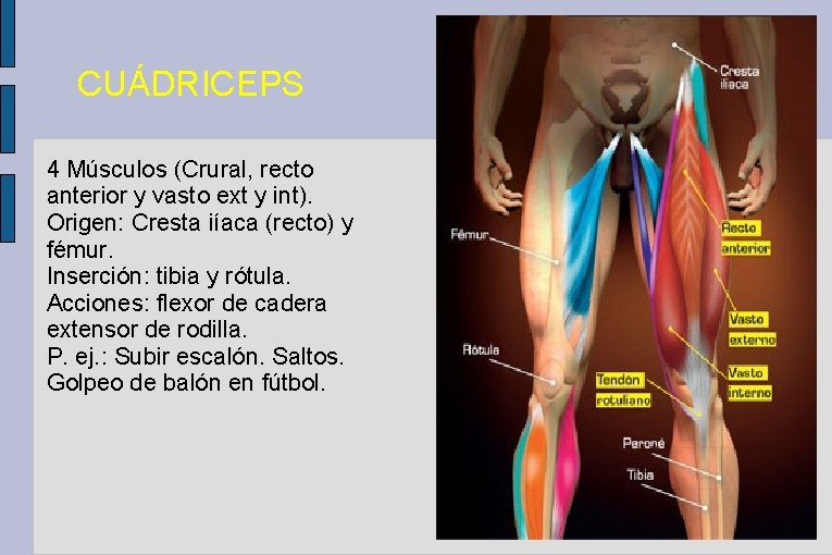 CUÁDRICEPS 4 Músculos (Crural, recto anterior y vasto ext y int). Origen: Cresta iíaca