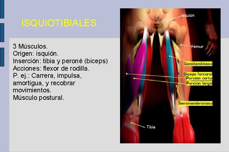 ISQUIOTIBIALES 3 Músculos. Origen: isquión. Inserción: tibia y peroné (biceps) Acciones: flexor de rodilla.