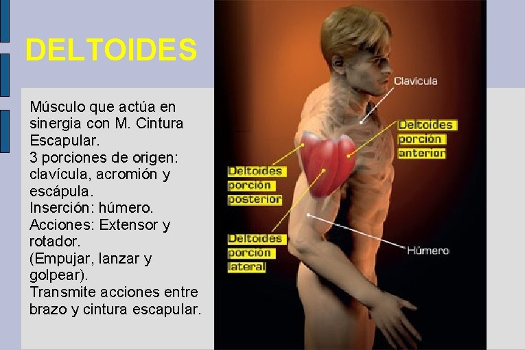 DELTOIDES Músculo que actúa en sinergia con M. Cintura Escapular. 3 porciones de origen: