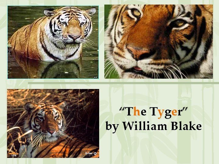 “The Tyger” by William Blake 