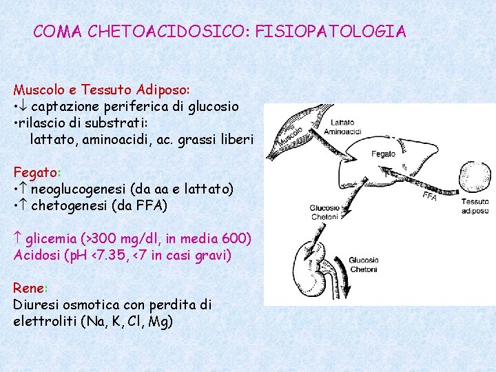 COMA CHETOACIDOSICO: FISIOPATOLOGIA Muscolo e Tessuto Adiposo: • captazione periferica di glucosio • rilascio
