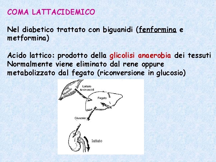 COMA LATTACIDEMICO Nel diabetico trattato con biguanidi (fenformina e metformina) Acido lattico: prodotto della