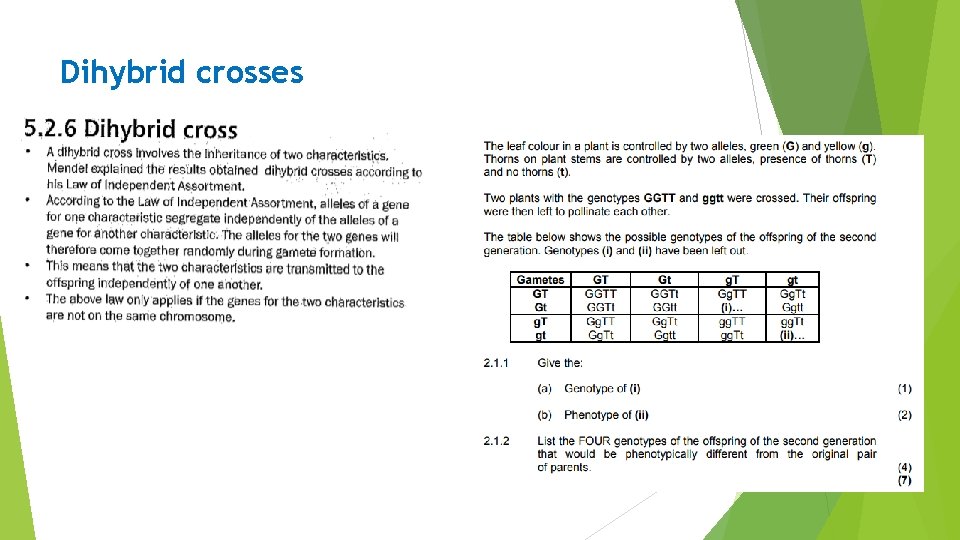 Dihybrid crosses 
