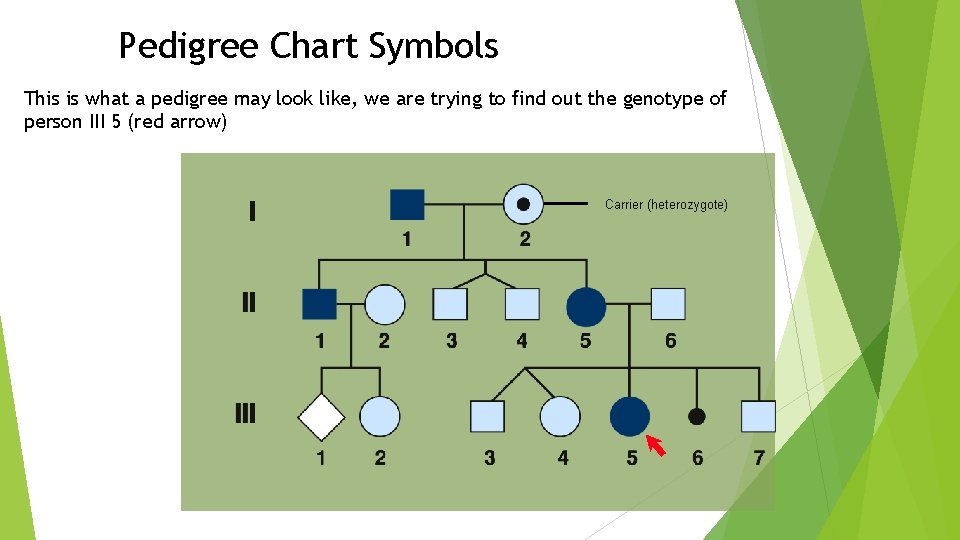 Pedigree Chart Symbols This is what a pedigree may look like, we are trying