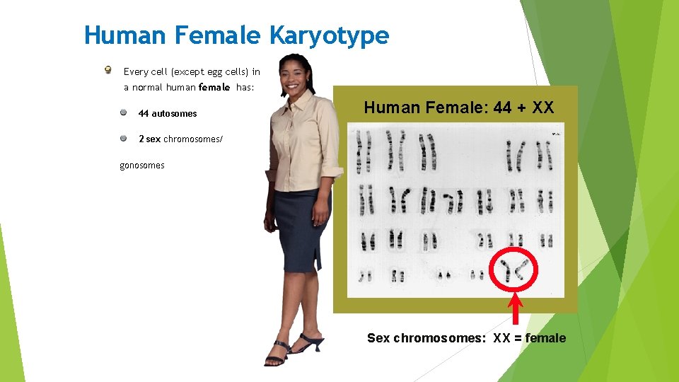 Human Female Karyotype Every cell (except egg cells) in a normal human female has: