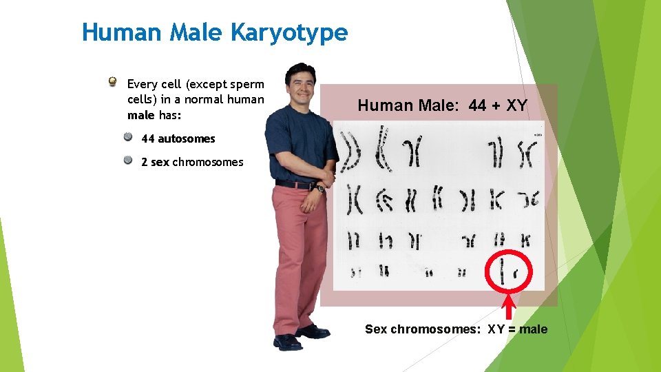 Human Male Karyotype Every cell (except sperm cells) in a normal human male has: