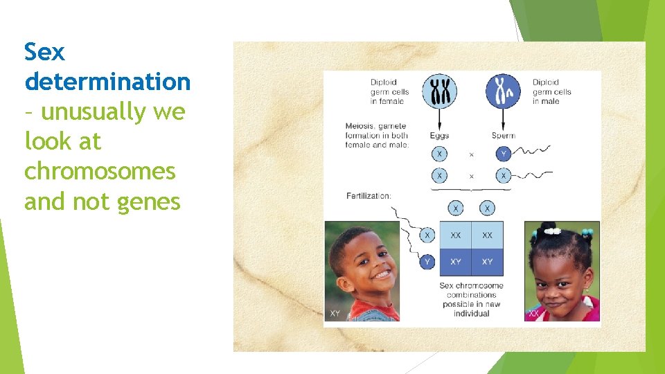 Sex determination – unusually we look at chromosomes and not genes 