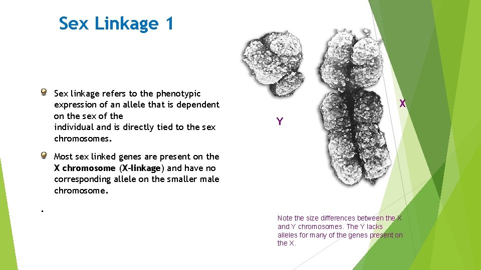 Sex Linkage 1 Sex linkage refers to the phenotypic expression of an allele that