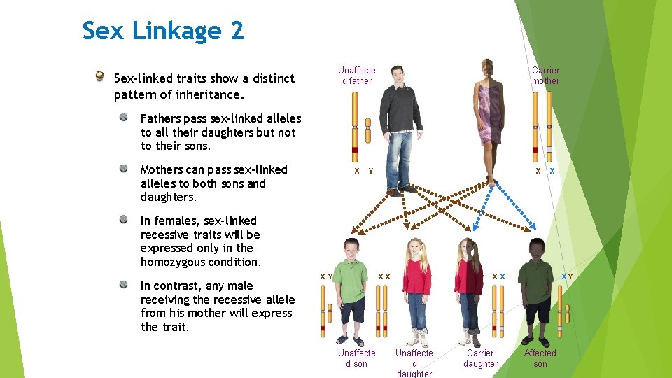 Sex Linkage 2 Unaffecte d father Sex-linked traits show a distinct pattern of inheritance.
