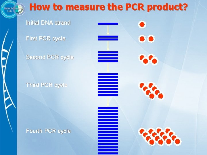 How to measure the PCR product? Initial DNA strand First PCR cycle Second PCR