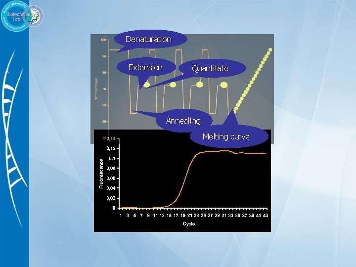 Denaturation Extension Quantitate A n n ea l i n g M e l