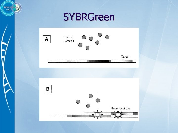 SYBRGreen 
