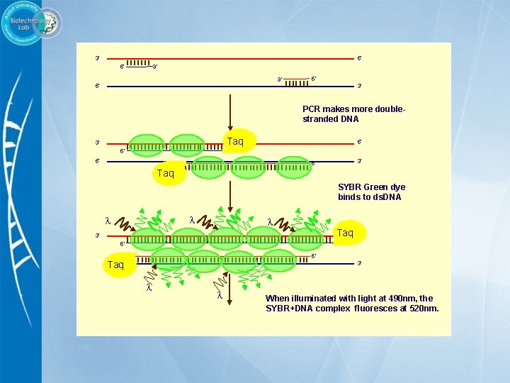 5’ 3’ 3’ 5’ 5’ 3’ PCR makes more doublestranded DNA Taq 3’ 5’