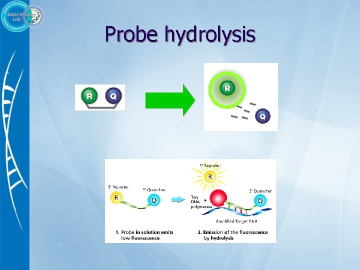 Probe hydrolysis 