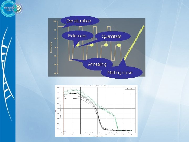 Denaturation Extension Quantitate A n n ea l i n g M e l