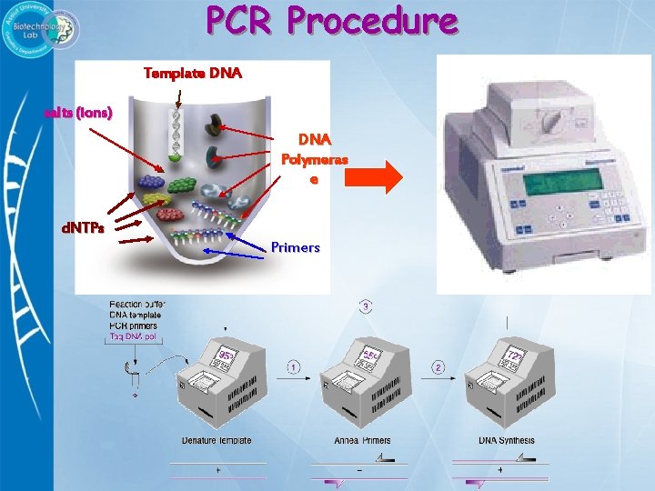 PCR Procedure Template DNA salts (ions) DNA Polymeras e d. NTPs Primers 