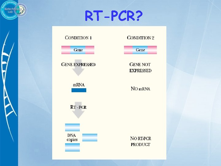 RT-PCR? 