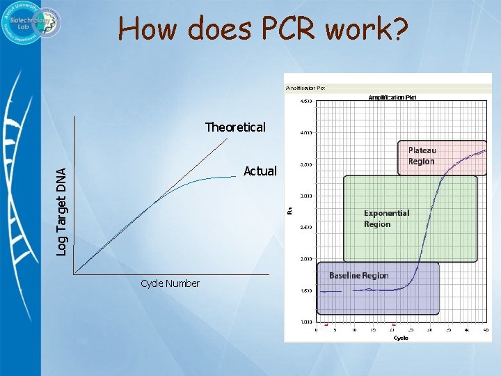 How does PCR work? Theoretical Log Target DNA Actual Cycle Number 
