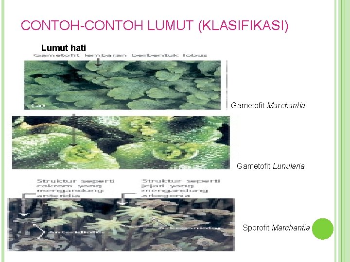 CONTOH-CONTOH LUMUT (KLASIFIKASI) Lumut hati Gametofit Marchantia Gametofit Lunularia Sporofit Marchantia 