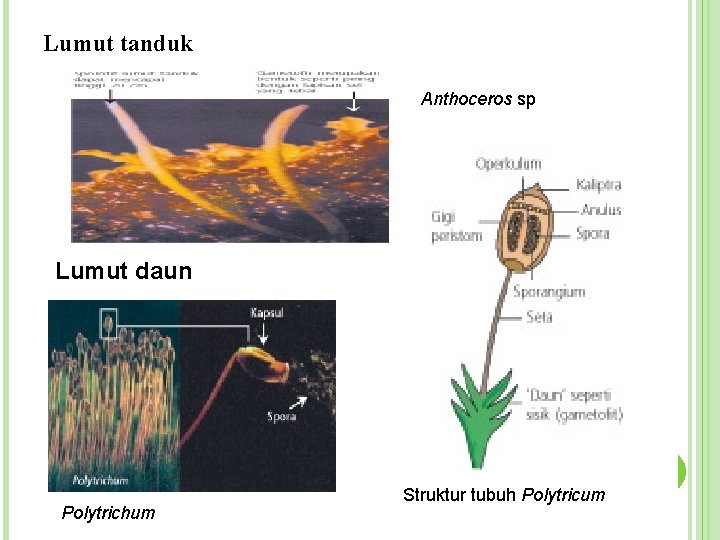 Lumut tanduk Anthoceros sp Lumut daun Polytrichum Struktur tubuh Polytricum 