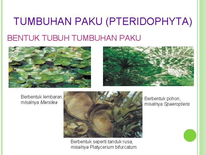 TUMBUHAN PAKU (PTERIDOPHYTA) BENTUK TUBUH TUMBUHAN PAKU Berbentuk lembaran, misalnya Marsilea Berbentuk pohon, misalnya