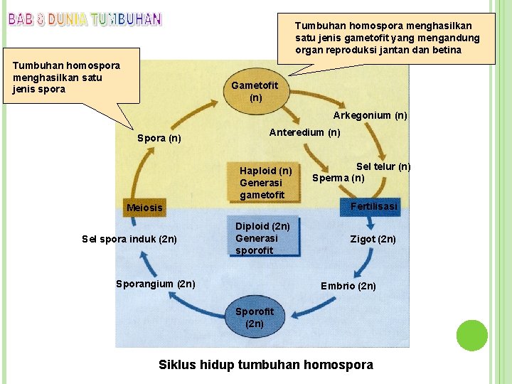 Tumbuhan homospora menghasilkan satu jenis gametofit yang mengandung organ reproduksi jantan dan betina Tumbuhan