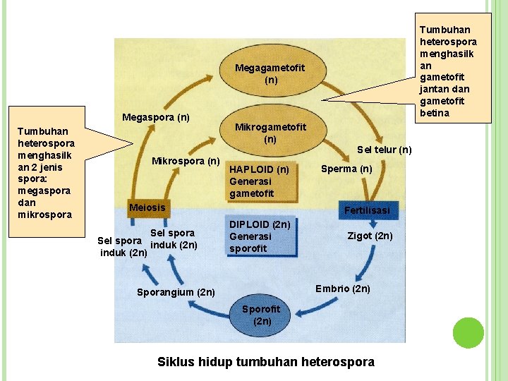 Tumbuhan heterospora menghasilk an gametofit jantan dan gametofit betina Megagametofit (n) Megaspora (n) Tumbuhan