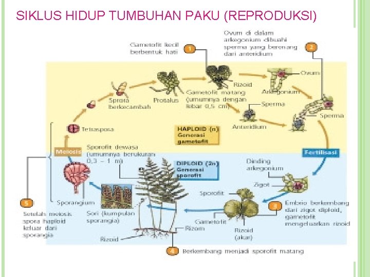 SIKLUS HIDUP TUMBUHAN PAKU (REPRODUKSI) 